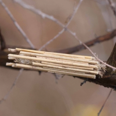 Clania lewinii (Lewin's case moth) at Pomaderris Nature Reserve - 19 Nov 2023 by ConBoekel