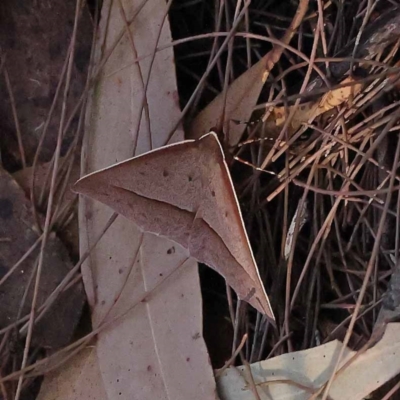 Epidesmia tryxaria (Neat Epidesmia) at Pomaderris Nature Reserve - 18 Nov 2023 by ConBoekel