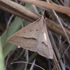 Epidesmia hypenaria (Long-nosed Epidesmia) at Pomaderris Nature Reserve - 19 Nov 2023 by ConBoekel