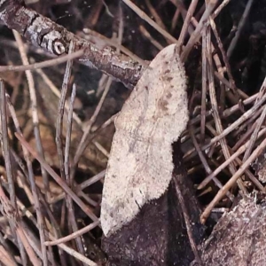 Taxeotis intextata at Pomaderris Nature Reserve - 19 Nov 2023 09:08 AM