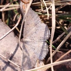 Taxeotis (genus) at Pomaderris Nature Reserve - 19 Nov 2023