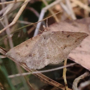 Taxeotis stereospila at Pomaderris Nature Reserve - 19 Nov 2023