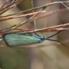 Pollanisus (genus) (A Forester Moth) at Pomaderris Nature Reserve - 18 Nov 2023 by ConBoekel