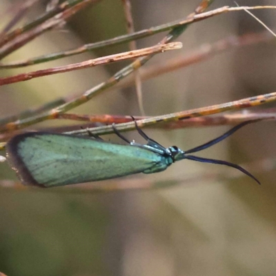 Pollanisus (genus) (A Forester Moth) at Pomaderris Nature Reserve - 18 Nov 2023 by ConBoekel