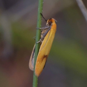 Plectobela undescribed species at Gundary, NSW - 19 Nov 2023