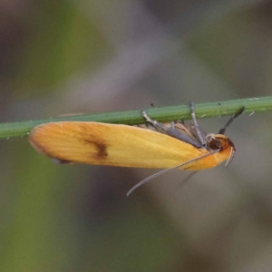 Plectobela undescribed species at Gundary, NSW - 19 Nov 2023