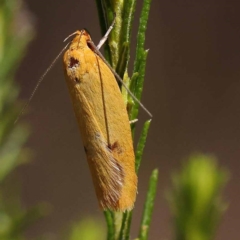 Plectobela undescribed species (A concealer moth (Wingia group)) at Goulburn Mulwaree Council - 19 Nov 2023 by ConBoekel