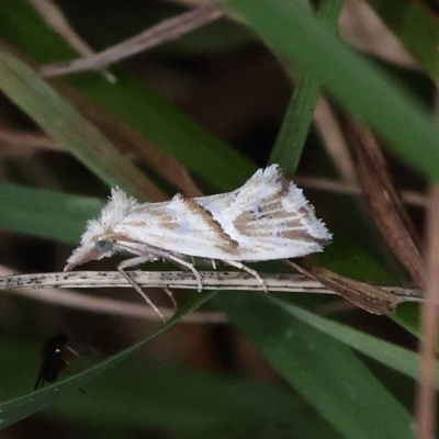 Heliocosma melanotypa (A tortrix or leafroller moth) at Pomaderris Nature Reserve - 19 Nov 2023 by ConBoekel