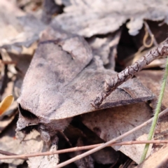 Pantydia sparsa at Pomaderris Nature Reserve - 19 Nov 2023