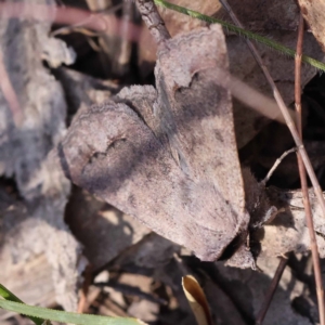 Pantydia sparsa at Pomaderris Nature Reserve - 19 Nov 2023