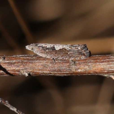 Strepsicrates macropetana (Eucalyptus Leafroller) at Pomaderris Nature Reserve - 19 Nov 2023 by ConBoekel