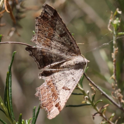 Dissomorphia australiaria (Dashed Geometrid, Ennominae) at Pomaderris Nature Reserve - 19 Nov 2023 by ConBoekel