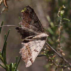 Dissomorphia australiaria at Pomaderris Nature Reserve - 19 Nov 2023