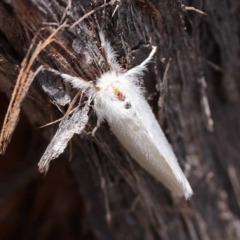 Trichiocercus sparshalli (Sparshall's Moth) at Pomaderris Nature Reserve - 19 Nov 2023 by ConBoekel