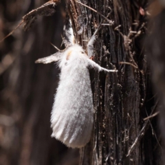 Trichiocercus sparshalli at Pomaderris Nature Reserve - 19 Nov 2023