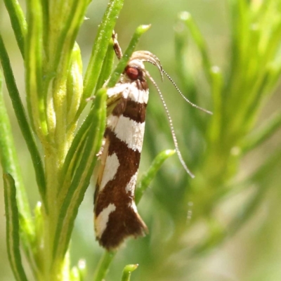 Macrobathra desmotoma ( A Cosmet moth) at Gundary, NSW - 19 Nov 2023 by ConBoekel