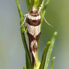 Macrobathra desmotoma at Pomaderris Nature Reserve - 19 Nov 2023