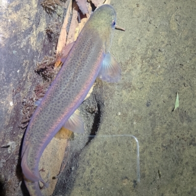 Galaxias brevipinnis (Climbing Galaxias) at Beaumont, NSW - 17 Nov 2023 by Baronia