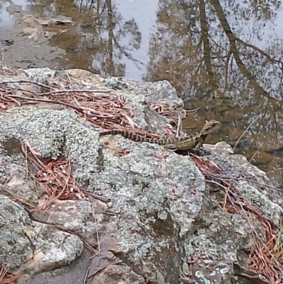 Intellagama lesueurii (Australian Water Dragon) at Berrima - 19 Nov 2023 by Baronia