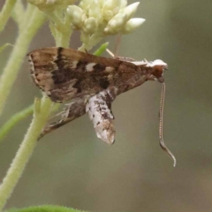 Nacoleia rhoeoalis (Spilomelinae) at Goulburn Mulwaree Council - 19 Nov 2023 by ConBoekel