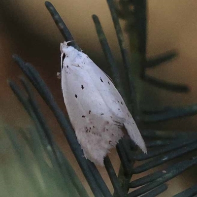 Cryptophasa epadelpha (A Gelechioid moth (Xyloryctidae)) at Pomaderris Nature Reserve - 18 Nov 2023 by ConBoekel