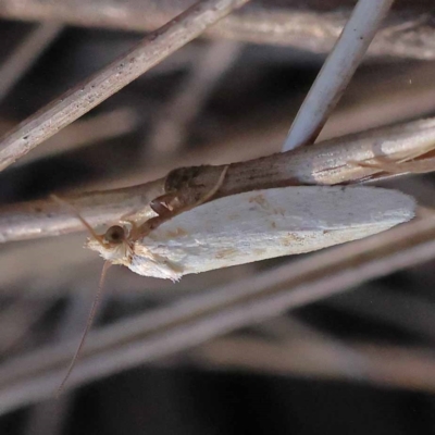 Unidentified Moth (Lepidoptera) at Pomaderris Nature Reserve - 18 Nov 2023 by ConBoekel