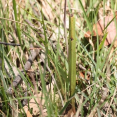 Thelymitra sp. at Pomaderris Nature Reserve - suppressed