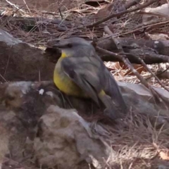 Eopsaltria australis (Eastern Yellow Robin) at Gundary, NSW - 18 Nov 2023 by ConBoekel