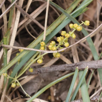 Lomandra filiformis subsp. coriacea (Wattle Matrush) at Pomaderris Nature Reserve - 19 Nov 2023 by ConBoekel