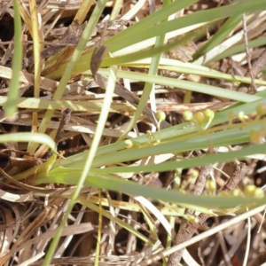 Lomandra filiformis subsp. coriacea at Pomaderris Nature Reserve - 19 Nov 2023