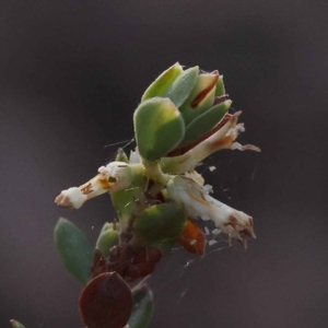 Brachyloma daphnoides at Pomaderris Nature Reserve - 19 Nov 2023