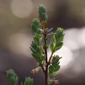 Brachyloma daphnoides at Pomaderris Nature Reserve - 19 Nov 2023