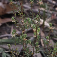 Brachyloma daphnoides at Pomaderris Nature Reserve - 19 Nov 2023