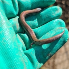 Hemiergis talbingoensis (Three-toed Skink) at Giralang, ACT - 9 Sep 2023 by Esther