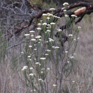 Ozothamnus diosmifolius at Pomaderris Nature Reserve - 19 Nov 2023