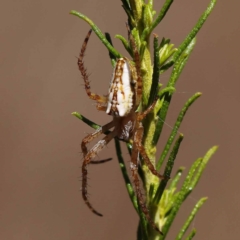Plebs bradleyi (Enamelled spider) at Pomaderris Nature Reserve - 19 Nov 2023 by ConBoekel