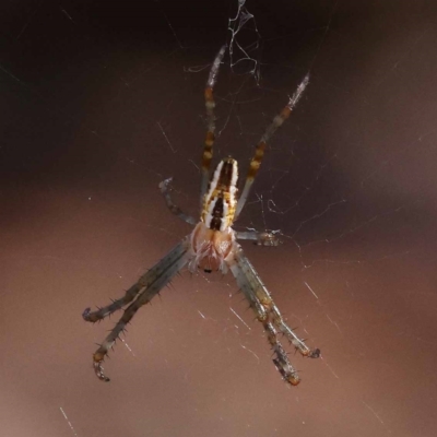 Plebs bradleyi (Enamelled spider) at Pomaderris Nature Reserve - 18 Nov 2023 by ConBoekel