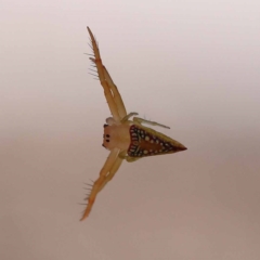 Arkys walckenaeri (Triangle spider) at Gundary, NSW - 19 Nov 2023 by ConBoekel