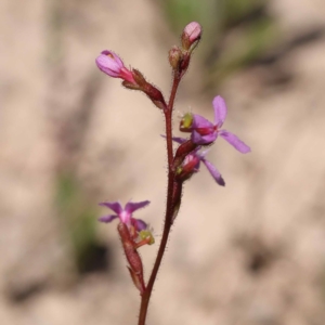 Stylidium graminifolium at Pomaderris Nature Reserve - 19 Nov 2023