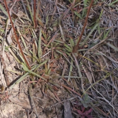 Stylidium graminifolium at Pomaderris Nature Reserve - 19 Nov 2023 10:36 AM