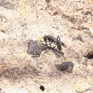 Fabriogenia sp. (genus) at Pomaderris Nature Reserve - 19 Nov 2023