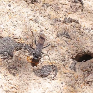 Fabriogenia sp. (genus) at Pomaderris Nature Reserve - 19 Nov 2023 11:49 AM