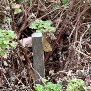 Heteronympha merope at Aranda, ACT - 23 Nov 2023