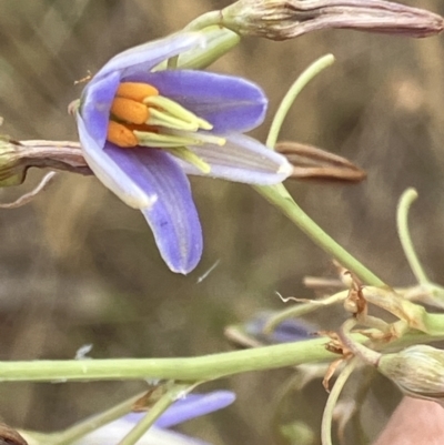 Dianella sp. aff. longifolia (Benambra) (Pale Flax Lily, Blue Flax Lily) at Federal Golf Course - 23 Nov 2023 by KL