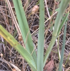 Dianella sp. aff. longifolia (Benambra) at GG280 - 23 Nov 2023