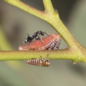 Katipo sp. (genus) at Higgins, ACT - 23 Dec 2022