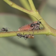 Katipo sp. (genus) at Higgins, ACT - 23 Dec 2022