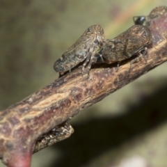 Ipoella fidelis (Leafhopper) at Higgins, ACT - 23 Dec 2022 by AlisonMilton