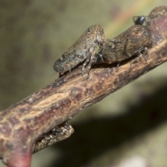 Unidentified Leafhopper or planthopper (Hemiptera, several families) at Higgins, ACT - 23 Dec 2022 by AlisonMilton