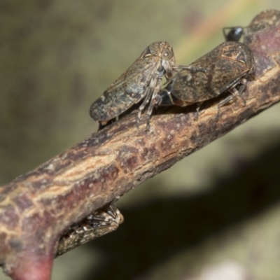 Ipoella fidelis (Leafhopper) at Higgins, ACT - 23 Dec 2022 by AlisonMilton